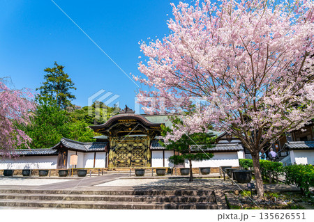 【神奈川県】鎌倉の建長寺に咲く美しい桜 135626551