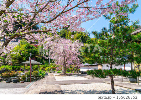 【神奈川県】鎌倉の建長寺に咲く美しい桜 135626552