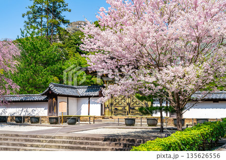 【神奈川県】鎌倉の建長寺に咲く美しい桜 135626556