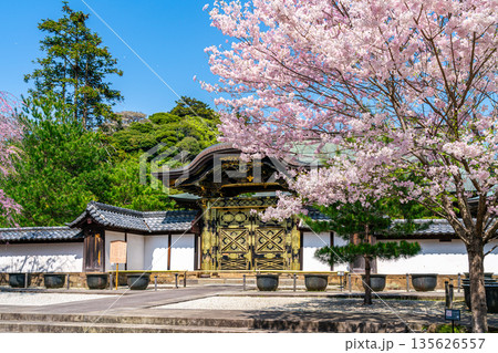 【神奈川県】鎌倉の建長寺に咲く美しい桜 【神奈川県】鎌倉の建長寺に咲く美しい桜 135626557