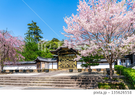 【神奈川県】鎌倉の建長寺に咲く美しい桜 135626558