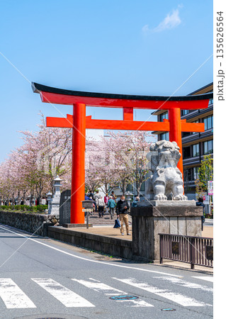【神奈川県】桜並木が美しい鎌倉の段葛 【神奈川県】桜並木が美しい鎌倉の段葛 135626564