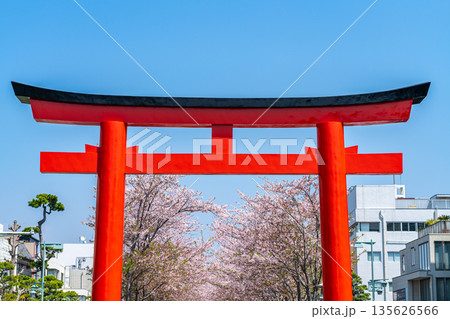 【神奈川県】桜並木が美しい鎌倉の段葛 【神奈川県】桜並木が美しい鎌倉の段葛 135626566