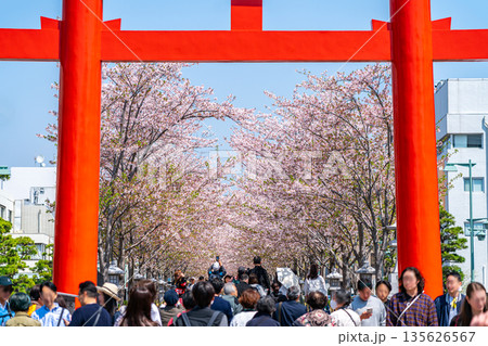 【神奈川県】桜並木が美しい鎌倉の段葛 【神奈川県】桜並木が美しい鎌倉の段葛 135626567