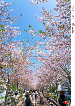 【神奈川県】桜並木が美しい鎌倉の段葛 135626568