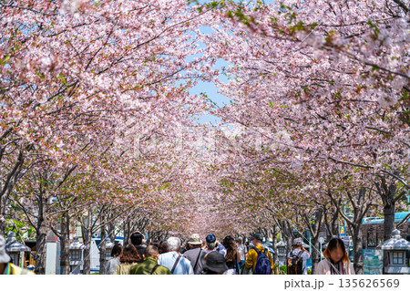 【神奈川県】桜並木が美しい鎌倉の段葛 【神奈川県】桜並木が美しい鎌倉の段葛 135626569