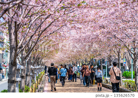 【神奈川県】桜並木が美しい鎌倉の段葛 135626570