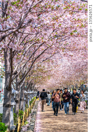 【神奈川県】桜並木が美しい鎌倉の段葛 【神奈川県】桜並木が美しい鎌倉の段葛 135626571