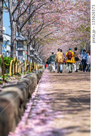 【神奈川県】桜並木が美しい鎌倉の段葛 135626573