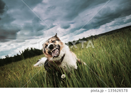 Angry Aggressive Mad Dog Running Outdoors In Green Meadow On Camera 135626578