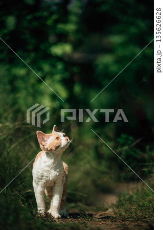 Sweet Devon Rex Cat Funny Curious Young White Devon Rex In Summer lane Forest. Short-haired Cat Of English Breed. Very Small Lovely Pets Lovely Cats Sweet Devon Rex Cat Funny Curious Young White Devon Rex In Summer lane Forest. Short-haired Cat Of English Breed. Very Small Lovely Pets Lovely Cats 135626628