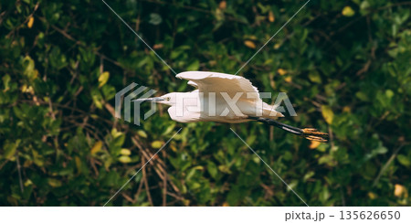 Goa, India. White Little Egret Flying On Background Greenery 135626650