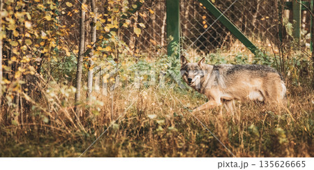 Running Eurasian Wolf - Canis Lupus Running Eurasian Wolf - Canis Lupus 135626665