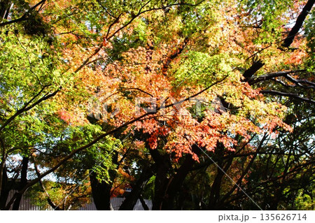 磯川緑地公園 磯川緑地公園 135626714