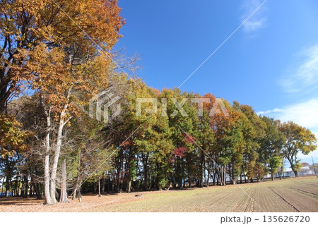 磯川緑地公園 135626720