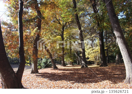 磯川緑地公園 磯川緑地公園 135626721