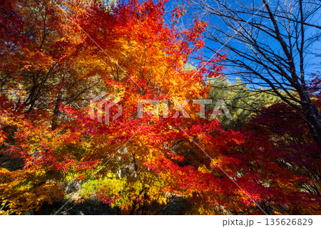 長野県上伊那郡箕輪町東箕輪 紅葉の名所もみじ湖(箕輪ダム)末広広場沢沿いの鮮やかなモミジ 長野県上伊那郡箕輪町東箕輪 紅葉の名所もみじ湖(箕輪ダム)末広広場沢沿いの鮮やかなモミジ 135626829