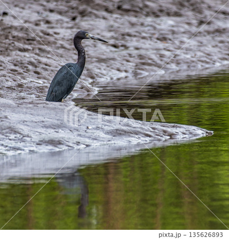 Little Blue Heron - Egretta caerulea at the Preguicas River in Tutoia, Maranhao, Brazil. Little Blue Heron - Egretta caerulea at the Preguicas River in Tutoia, Maranhao, Brazil. 135626893