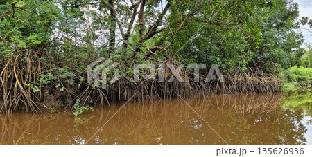 Boat trip on the Igarape do Urubu River, Delta das Americas to Ilha das Canarias, Brazil. South America 135626936