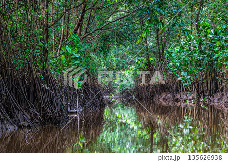 Boat trip on the Igarape do Urubu River, Delta das Americas to Ilha das Canarias, Brazil. South America Boat trip on the Igarape do Urubu River, Delta das Americas to Ilha das Canarias, Brazil. South America 135626938