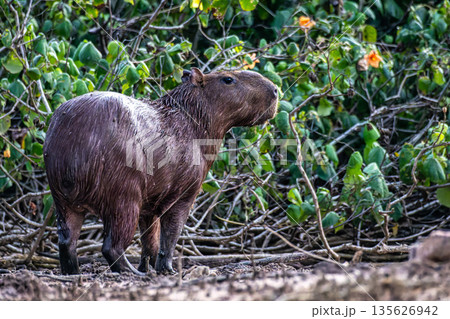 Capybara, Hydrochoerus hydrochaeris at the Igarape do Urubu River, Delta das Americas to Ilha das Canarias, Brazil. South America 135626942