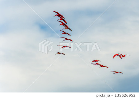 Scarlet ibis flying back home to their sleeping place, Revoada dos guaras on the Delta of the Parnaiba River in Brazil Scarlet ibis flying back home to their sleeping place, Revoada dos guaras on the Delta of the Parnaiba River in Brazil 135626952