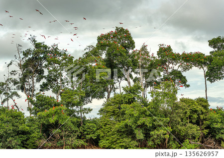 Scarlet ibis flying back home to their sleeping place, Revoada dos guaras on the Delta of the Parnaiba River in Brazil Scarlet ibis flying back home to their sleeping place, Revoada dos guaras on the Delta of the Parnaiba River in Brazil 135626957