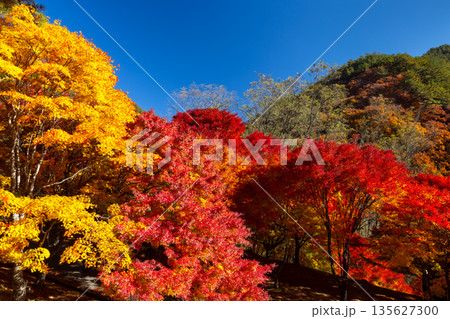 長野県上伊那郡箕輪町東箕輪　紅葉の名所もみじ湖（箕輪ダム）「もみじのトンネル」終端の鮮やかなモミジ 135627300