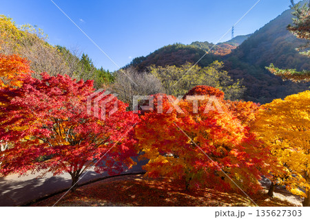 長野県上伊那郡箕輪町東箕輪　紅葉の名所もみじ湖（箕輪ダム）「もみじのトンネル」終端の鮮やかなモミジ 135627303