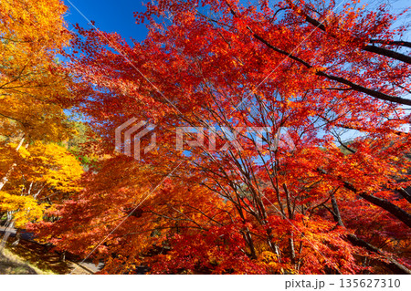 長野県上伊那郡箕輪町東箕輪 紅葉の名所もみじ湖(箕輪ダム)「もみじのトンネル」終端の鮮やかなモミジ 長野県上伊那郡箕輪町東箕輪 紅葉の名所もみじ湖(箕輪ダム)「もみじのトンネル」終端の鮮やかなモミジ 135627310