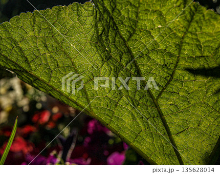 The texture of a leaf in the light of the setting sun. Red petunias. 135628014