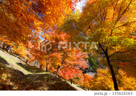 長野県上伊那郡箕輪町東箕輪 紅葉の名所もみじ湖(箕輪ダム)末広広場斜面の鮮やかなモミジ 長野県上伊那郡箕輪町東箕輪 紅葉の名所もみじ湖(箕輪ダム)末広広場斜面の鮮やかなモミジ 135628163