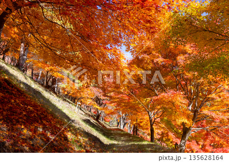 長野県上伊那郡箕輪町東箕輪 紅葉の名所もみじ湖(箕輪ダム)末広広場斜面の鮮やかなモミジ 長野県上伊那郡箕輪町東箕輪 紅葉の名所もみじ湖(箕輪ダム)末広広場斜面の鮮やかなモミジ 135628164