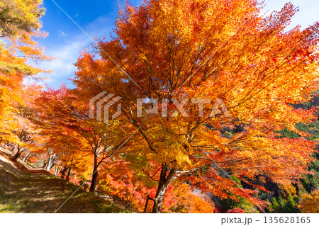 長野県上伊那郡箕輪町東箕輪　紅葉の名所もみじ湖（箕輪ダム）末広広場斜面の鮮やかなモミジ 135628165