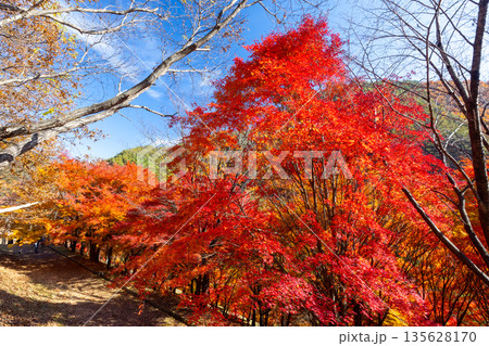 長野県上伊那郡箕輪町東箕輪 紅葉の名所もみじ湖(箕輪ダム)末広広場斜面の鮮やかなモミジ 長野県上伊那郡箕輪町東箕輪 紅葉の名所もみじ湖(箕輪ダム)末広広場斜面の鮮やかなモミジ 135628170