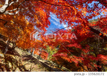 長野県上伊那郡箕輪町東箕輪　紅葉の名所もみじ湖（箕輪ダム）末広広場斜面の鮮やかなモミジ 135628172