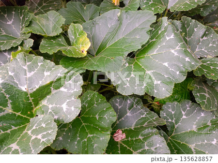 Beautiful Pattern of Pumpkin Plant Leaves Growing Wild in the Backyard Garden 135628857