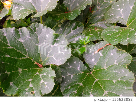 Top Down View of Squash Vegetation with Detailed Leaf Veins and Texture Top Down View of Squash Vegetation with Detailed Leaf Veins and Texture 135628858