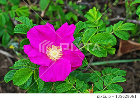 赤いハマナスの花(春、五月) 赤いハマナスの花(春、五月) 135629061