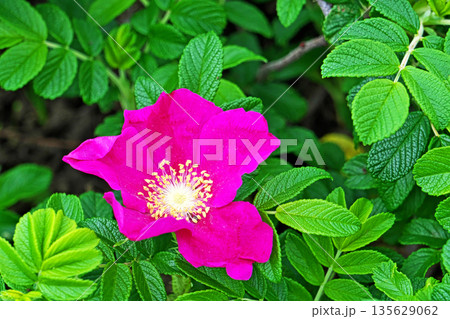 赤いハマナスの花(春、五月) 赤いハマナスの花(春、五月) 135629062