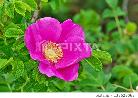 赤いハマナスの花（春、五月） 135629065