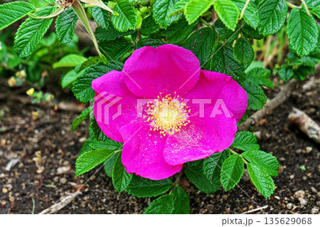 赤いハマナスの花(春、五月) 赤いハマナスの花(春、五月) 135629068