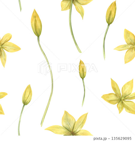 Watercolor wild yellow tulips seamless pattern on isolated background. Hand painted spring primrose illustration. Floral ornate for women day design, fabric, festive packaging. 135629095