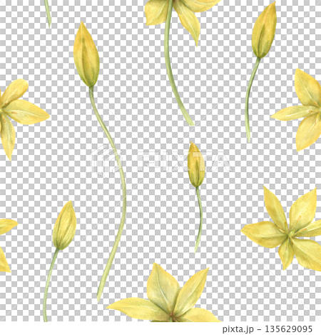 Watercolor wild yellow tulips seamless pattern on isolated background. Hand painted spring primrose illustration. Floral ornate for women day design, fabric, festive packaging. 135629095