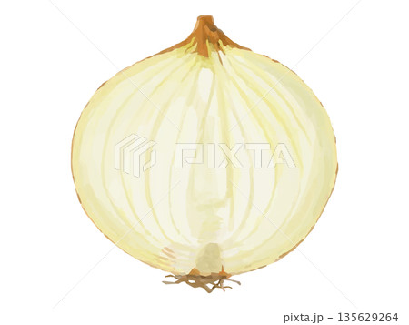 半分にカットした玉ねぎのイラスト 135629264