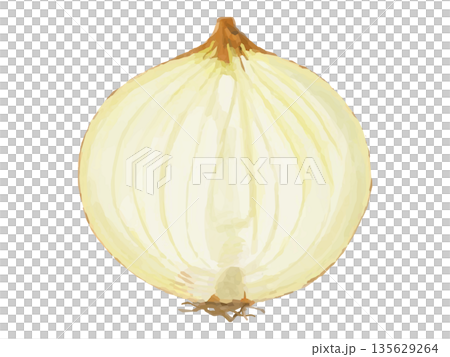 半分にカットした玉ねぎのイラスト 半分にカットした玉ねぎのイラスト 135629264