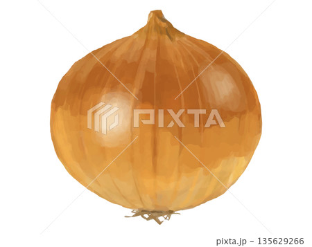 丸ごと1個の玉ねぎのイラスト 135629266