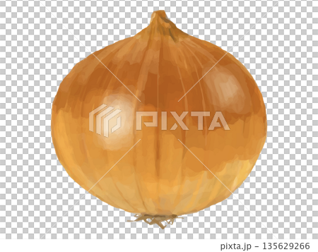丸ごと1個の玉ねぎのイラスト 135629266