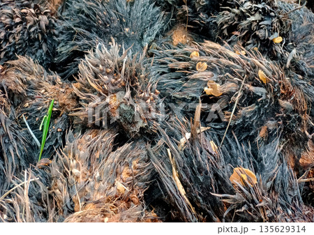 Large Heap of Oil Palm EFB Waste with Small Fungi and Grass Large Heap of Oil Palm EFB Waste with Small Fungi and Grass 135629314