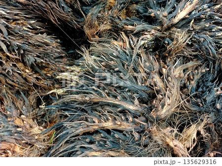 Wet and Matted Fibers of Decomposed Oil Palm Fruit Bunches Wet and Matted Fibers of Decomposed Oil Palm Fruit Bunches 135629316